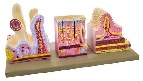 MODEL HUMAN DIGESTIVE CANAL