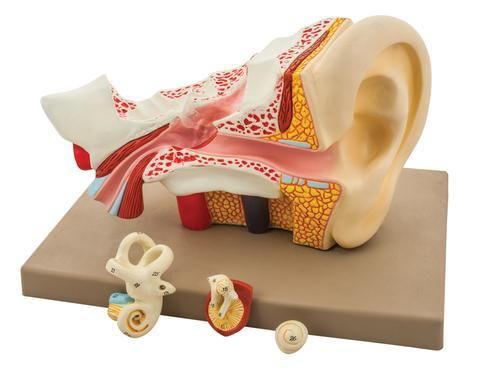 MODEL HUMAN EAR - 4 PARTS