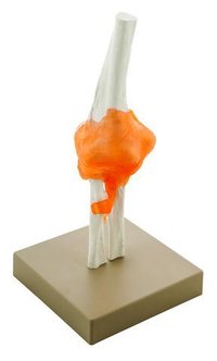 MODEL HUMAN ELBOW JOINT