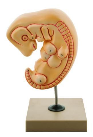 MODEL HUMAN EMBRYO