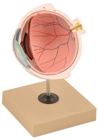 MODEL HUMAN EYE HALF OF THE STAND