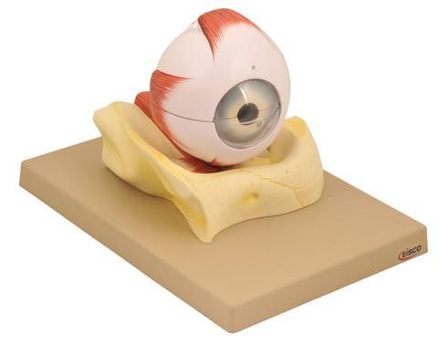 MODEL HUMAN EYE ON BONY BASE - 5 TIMES