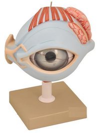 MODEL HUMAN EYE WITH LID ON STAND - 7 PARTS