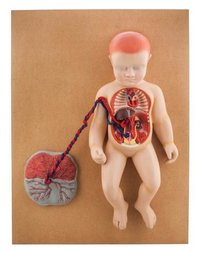 MODEL HUMAN FETAL CIRCULATION