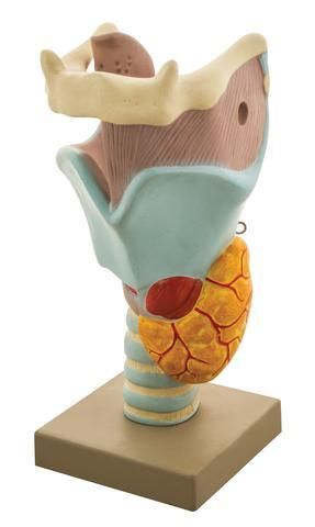 MODEL HUMAN FUNCTIONAL LARYNX -3 TIMES ENLARGED