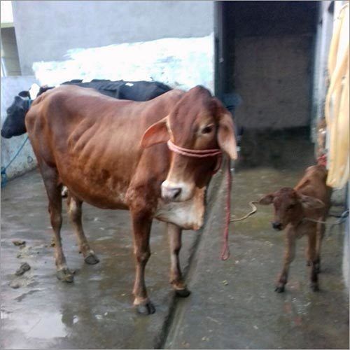 Sahiwal Breeds Cattle