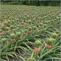 Aromatic Yellow Fresh Pineapple