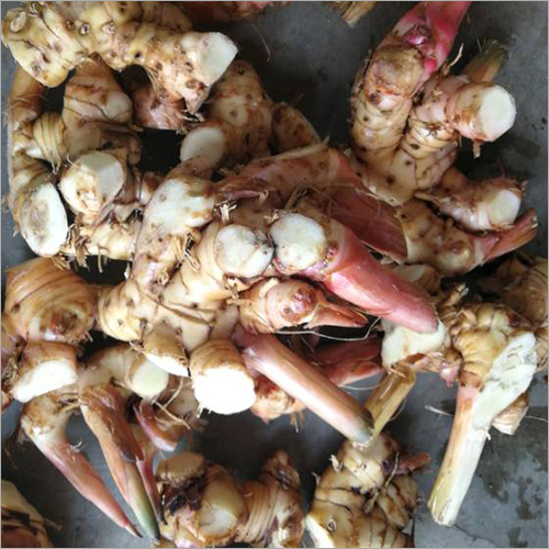 Galangal - Fresh Rhizome Herb | Enhances Cuisine Flavor, Herbal Medicine for Digestion and Skin Care, Rich in Antioxidants and Nutrients