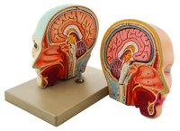 MODEL HUMAN HEAD & BRAIN - 3 PARTS