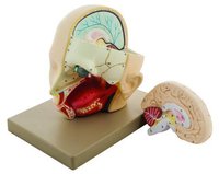 MODEL HUMAN HEAD WITH BRAIN - 2 PARTS