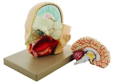 MODEL HUMAN HEAD WITH BRAIN - 3 PARTS