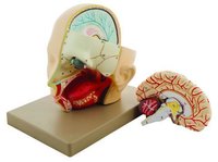 MODEL HUMAN HEAD WITH BRAIN - 3 PARTS