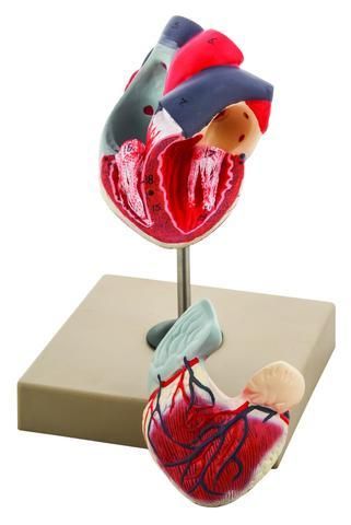 MODEL HUMAN HEART - 2 PARTS