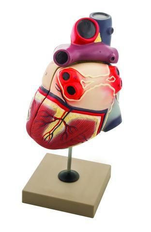 MODEL HUMAN HEART - 2 PARTS