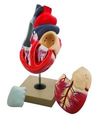 MODEL HUMAN HEART - 3 PARTS