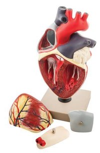 MODEL HUMAN HEART - 4 PARTS