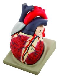 MODEL HUMAN HEART - 7 PARTS