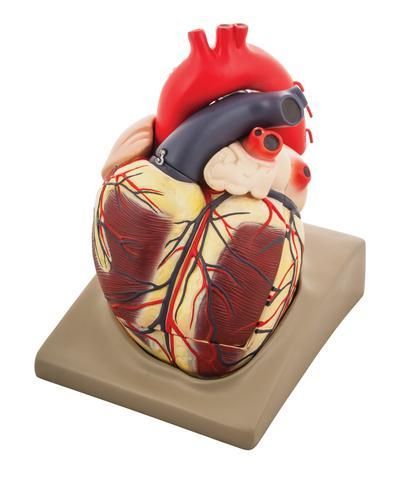 MODEL HUMAN HEART - EXTRA LARGE SIZE