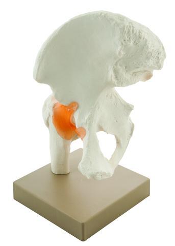 MODEL HUMAN HIP JOINT