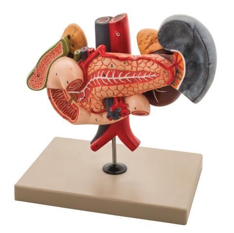 MODEL HUMAN KIDNEY WITH VESSELS, PANCREAS, DUODENUM, SPLEEN & GALL BLADDER - 2 PARTS