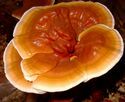 Rishi Mushroom
