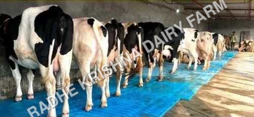 Pure HF cow
