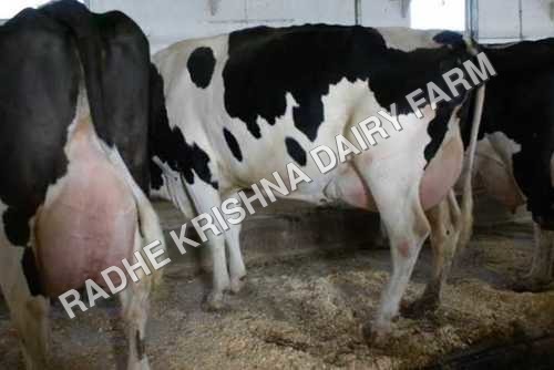 Hf breed cows Hf breed cows