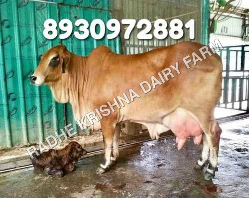 Sahiwal cow