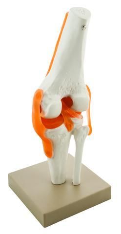 MODEL HUMAN KNEE JOINT