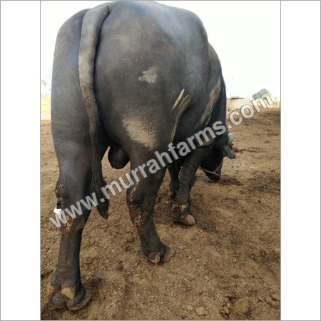Pure Murrah Bull - Adult Black Breed with Drooping Teats | High Milk Yield, Superior Performer, Disease Resistant, Excellent Breeding, Fat Rich Milk, Good Converter, Hardy Breed