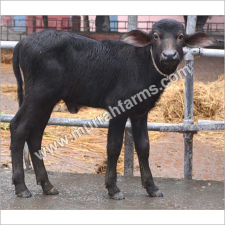 Murrah Calf