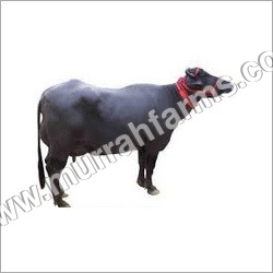 Murrah Breed Buffalo