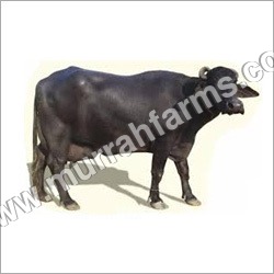 Dairy Buffalo