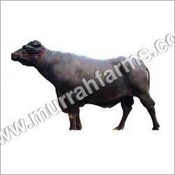 Murrah Bredding Bull