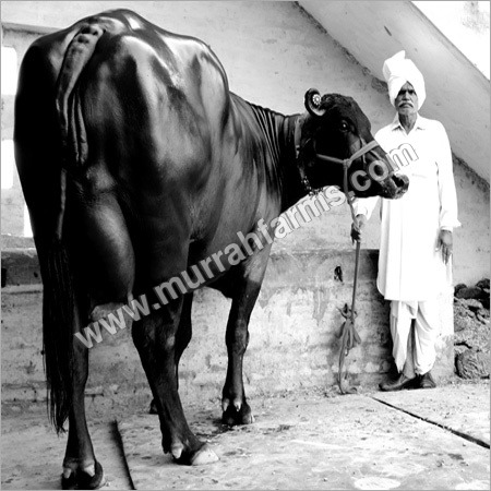 Murrah Milking Buffalo