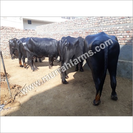Pure Dairy Buffalo