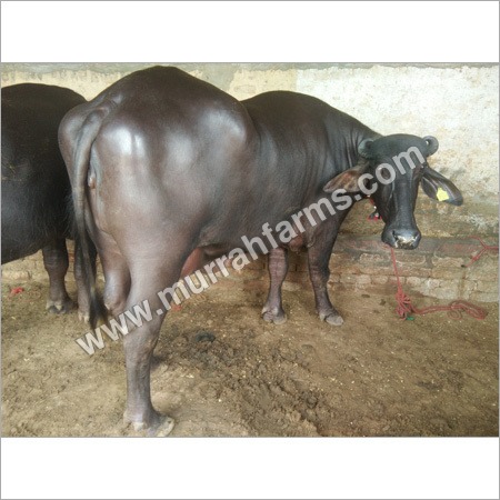 Pure Murrah Heifer - Black, Heifer Age, Healthy | High Milk Yield, Disease Resistant, Excellent Breed, Good Reproduction
