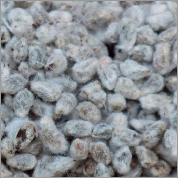 Cotton Seed