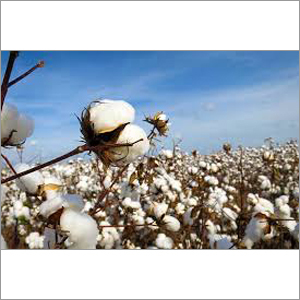 Cotton