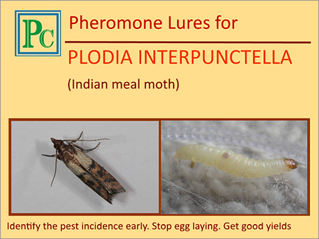 Plodia Interpunctella Pheromone Lures