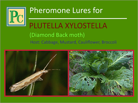 Plutella Xylostella Pheromone Lures