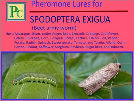 Pheromone Lures for Spodoptera Exigua