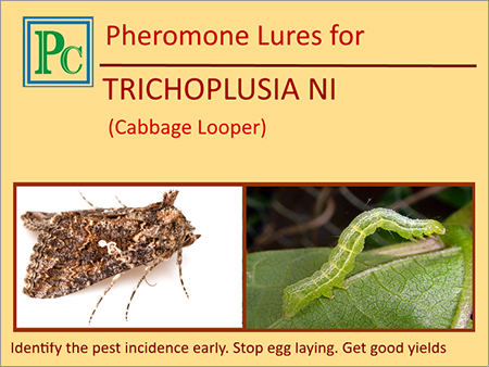 Trichoplusia Ni Pheromone Lures