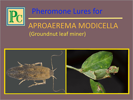 Aproaerema Modicella Pheromone Lures