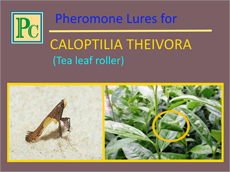 Caloptilia Theivora Pheromone Lures