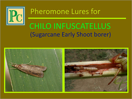 Chilo Infuscatellus Pheromone Lures