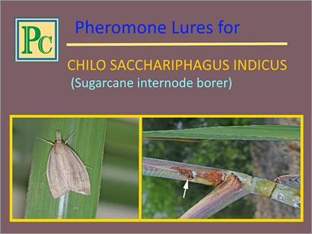 Chilo Sacchariphagus Indicus Pheromone Lures
