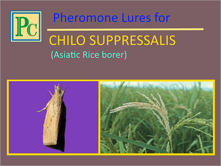 Pheromone Lures for Chilo Suppressalis