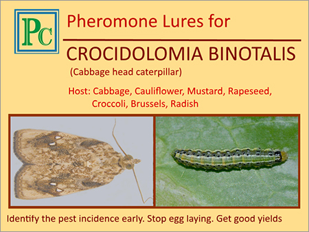 Pheromone Lures For Crocidolomia Binotalis