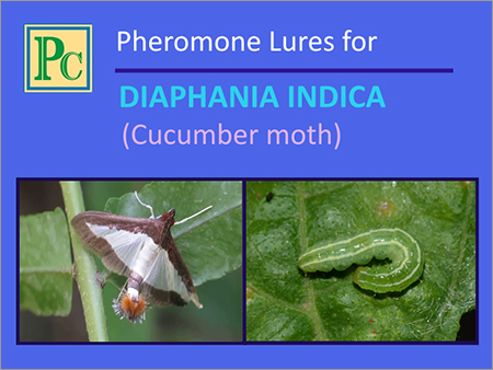 Diaphania Indica Pheromone Lures